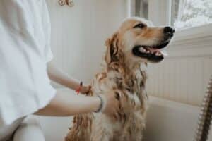 person bathing a dog cleaning services Dallas Sunrise Maids Plano, TX