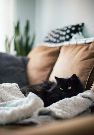 a furry black cat that may require a home to get more frequent deep cleaning services